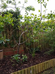 Apple tree pruning help with pics