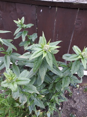Plant ID please?