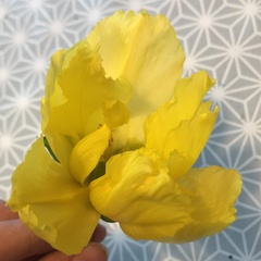 Can't for the life of me ID this plant