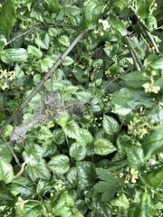 Butterfly cobwebs on laurel -established shrub