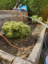 What to do with these spaces - Gardening Beginner (Pics Attached)