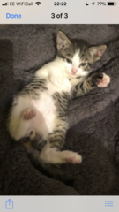 New kittens need feeding 3 x a day