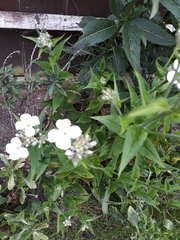 Plant ID please?