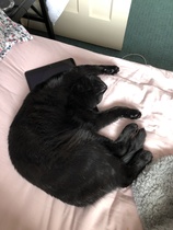 So, we have cats ... :)