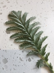 Does this look like it could be a variety of fern?