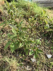Plant ID please