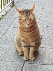 Next door's -thug- cat