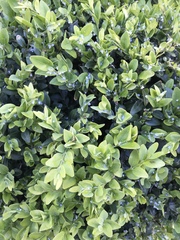 Box hedge woolly aphids?