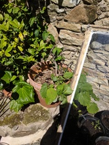 Yet another plant ID thread