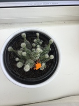 Any cacti/succulent fans about? Plant identification needed please.