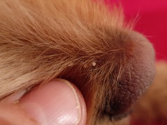 What's this on my dog's nose please?