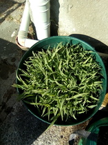 Thrifty fresh treat for your piggies. Home sown popping corn.