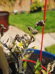 What's wrong with my tomato plant?