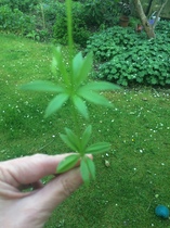 Any Witches Here? Part 8.