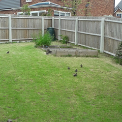 Lawn in trouble!