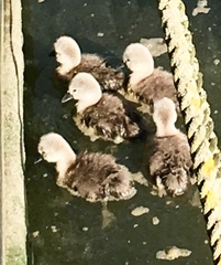 Does anyone know about wild birds?