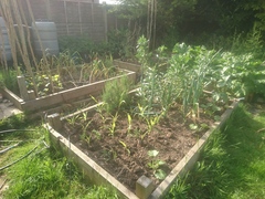 Allotment/Veg Patch Thread 14 ! growing into summer