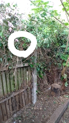 Bird nest fallen to ground