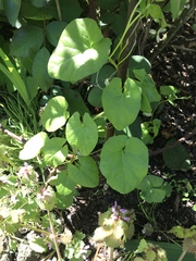 What is this viney thing