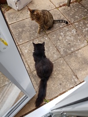 Next door's -thug- cat