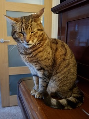 Next door's -thug- cat