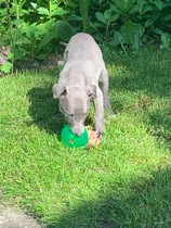 Please Help ! I have become the owner of a 6 week old whippet pup!