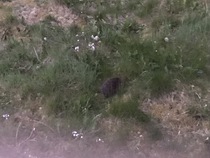 Hedgehog problem, any knowlegable people about?