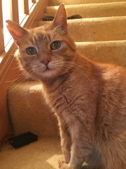 Can I ask for help settling my new boy, please?