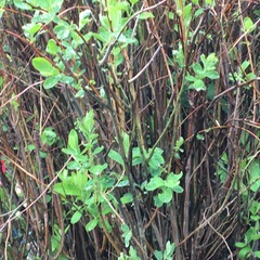 Is this bloody knotweed