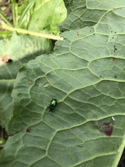 What’s this bug?
