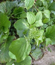 Does anyone know what this plant is?