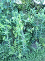 Plant ID please