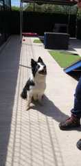 To adopt an 11 year old dog?