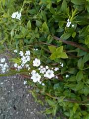 Help with plant ID please..