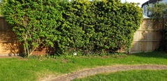 What low maintenance flowers would grow here