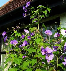 Can anyone help identify this plant please?