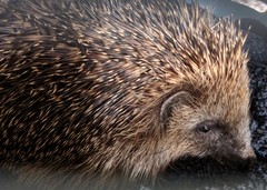 Who else is helping hedgehogs?
