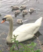 Swagger Inn 161 - Springtime is here so wenches get in the beds to help things to grow