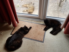 Next door's -thug- cat