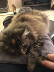 New kittens need feeding 3 x a day