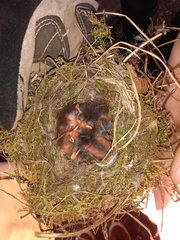 Bird nest fallen to ground