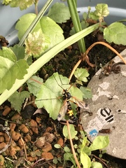 Scary waspy dragonfly thing - please ID