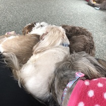 Your favourite dog breed?