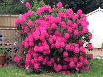 Huge Rhododendron