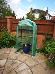 What's wrong with my tomato plant?