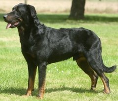 Talk to me about Dalmatian’s
