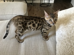 Is my kitten smaller than average?