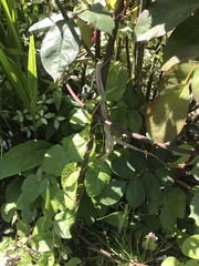 What is this viney thing