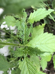 What’s this bug?
