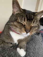 What are the first signs of crazy cat ladyness? (Lighthearted)